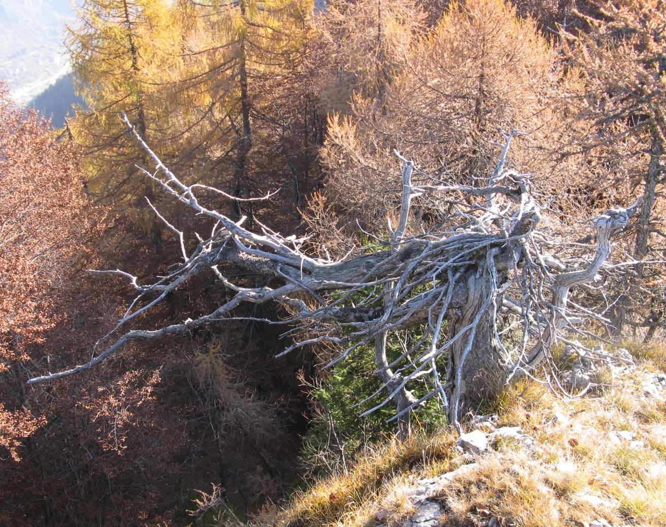 Cimon de Cajada: sulle tracce dei camosci.